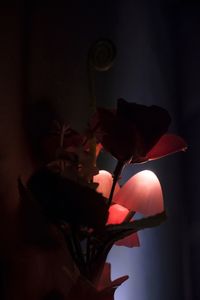 Close-up of red flowering plant