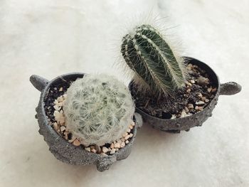High angle view of succulent plant