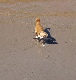 High angle view of a dog on sand