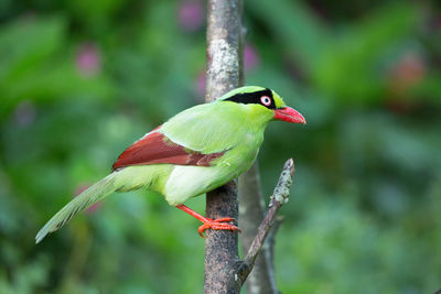 Close-up of parrot perching on leaf