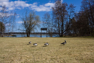 Birds on field against sky