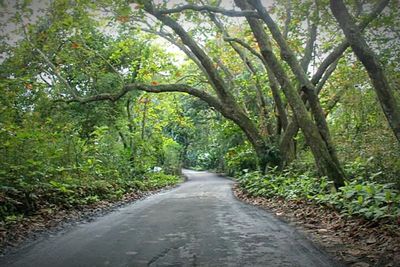 Road passing through trees