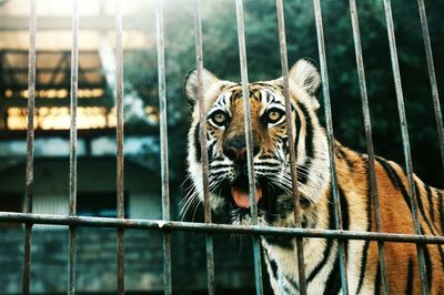 Close-up of an cage in cage