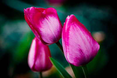 Close-up of pink rose flower