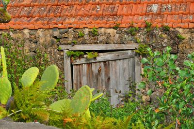 Ivy growing on brick wall of old building