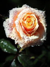 Close-up of wet rose blooming outdoors