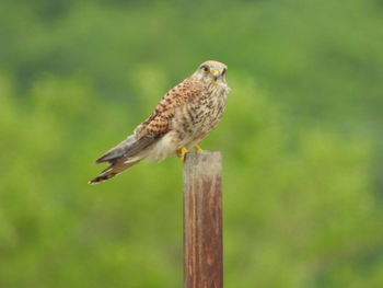 Close-up of kestrel perching on wooden post