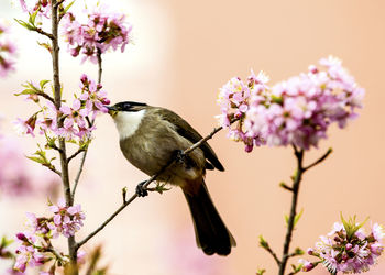 Close-up of bird perching on tree