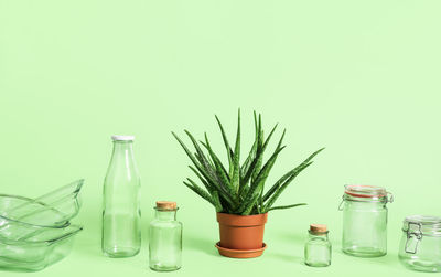 Potted plant on table against wall