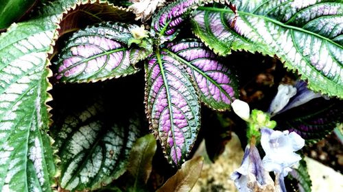 Close-up of plants