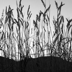 Close-up of plants against sky