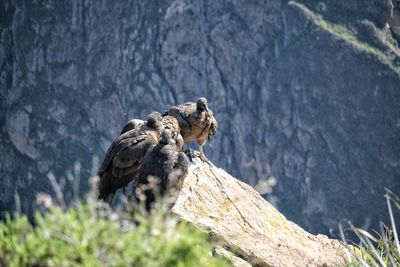 View of an animal on rock