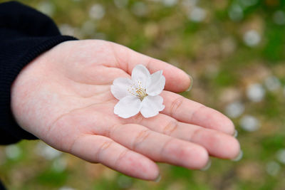 Close-up of hand holding white flower