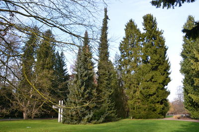 Trees against sky