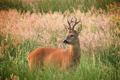 Deer in a field