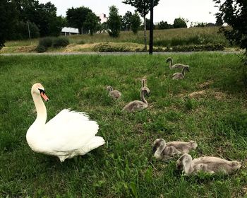 Swan on a field