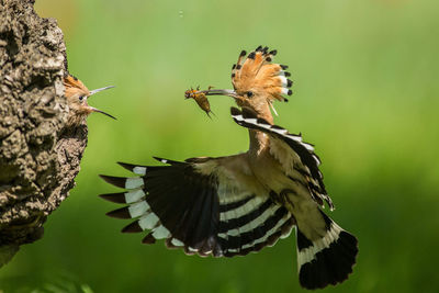 Close-up of a bird flying