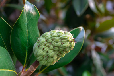 Close-up of fruit on plant