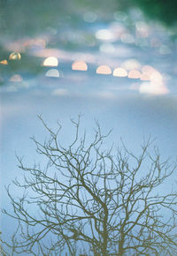 Close-up of snow on tree during winter