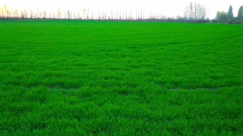 Scenic view of grassy field against sky