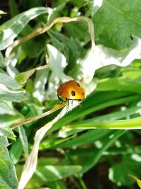 Close-up of ladybug on plant