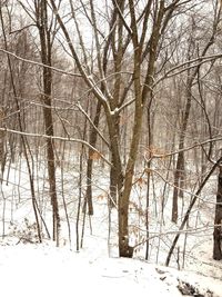 Bare trees on snow covered landscape