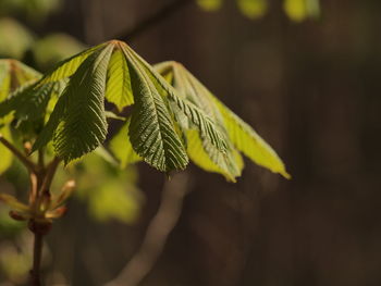 Close-up of plant against blurred background