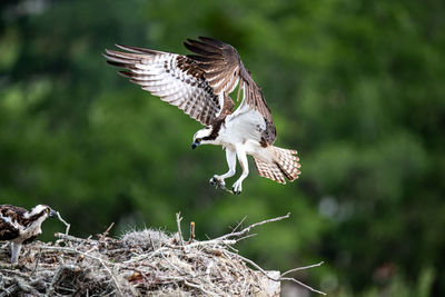 Close-up of eagle flying against blurred background