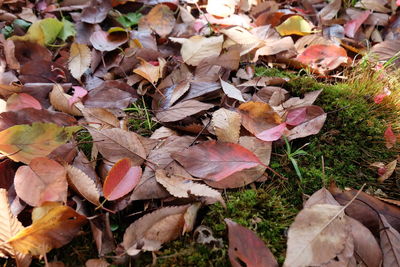 High angle view of dry leaves on field during autumn
