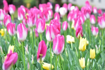 Close-up of pink crocus flowers blooming on field