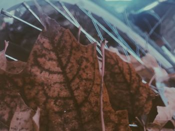 Close-up of dry leaf hanging on plant