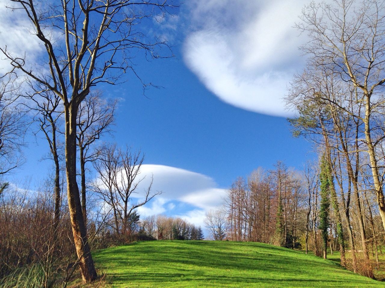 tree, sky, tranquility, tranquil scene, grass, landscape, scenics, bare tree, beauty in nature, nature, cloud - sky, cloud, field, branch, green color, non-urban scene, growth, blue, grassy, idyllic