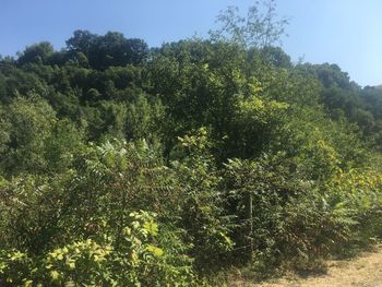 Plants and trees in forest against sky