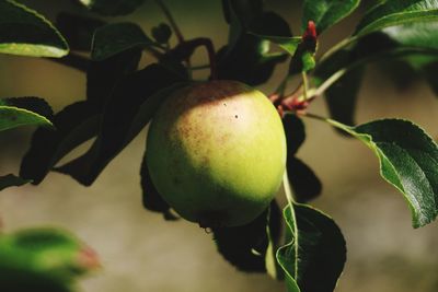 Close-up of unripe fruit