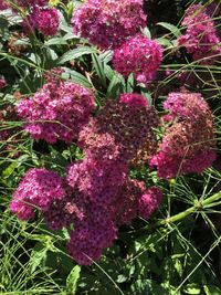 Close-up of purple flowers