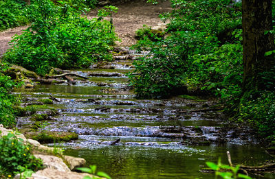 Scenic view of waterfall in forest