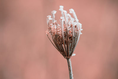 Close-up of wilted plant