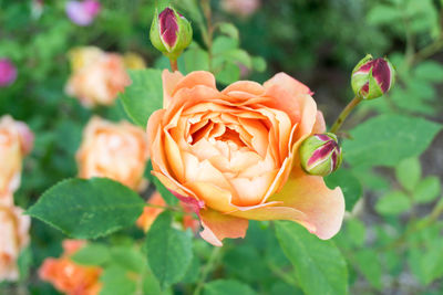 Close-up of fresh pink rose blooming outdoors