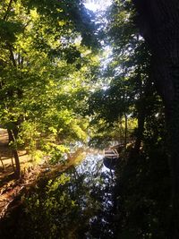 Low angle view of trees growing in forest