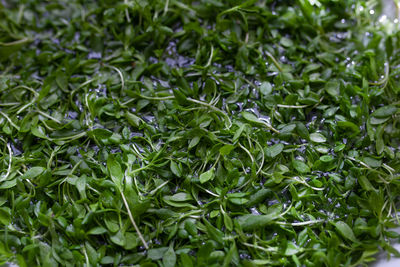 Full frame shot of chopped green leaves