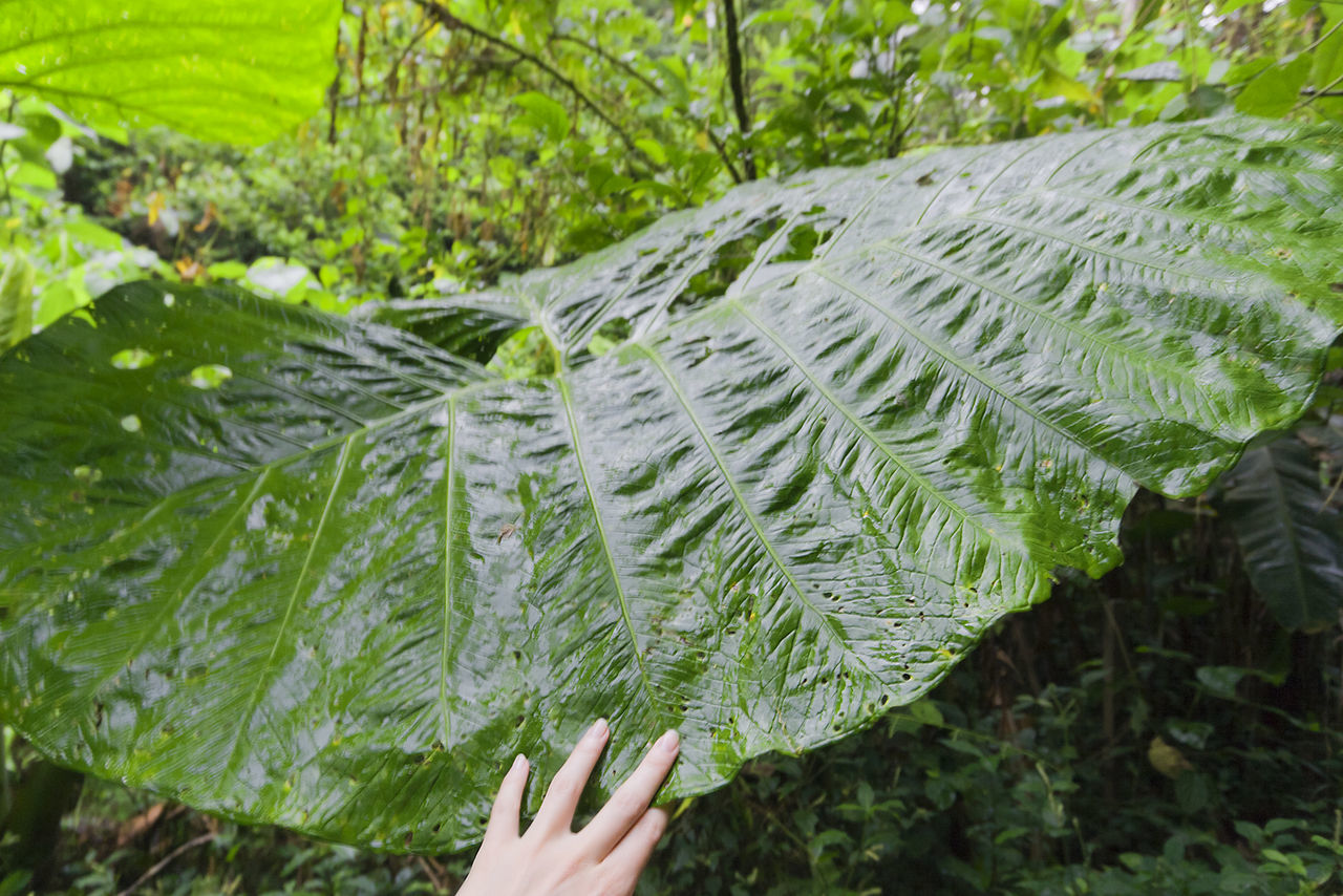 CLOSE-UP OF HAND HOLDING LEAF AGAINST TREE