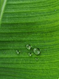 Full frame shot of wet green leaves