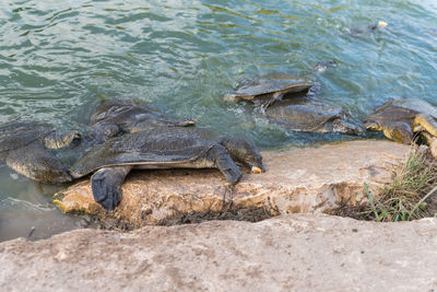 View of turtle in sea