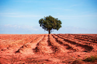 Mango tree in the middle of acres of cassava with blue sky.