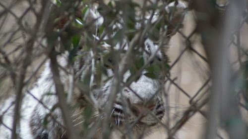 Close-up of lizard on tree