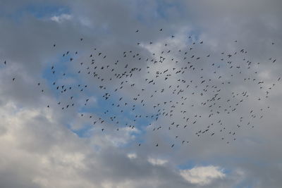 Low angle view of birds flying in sky