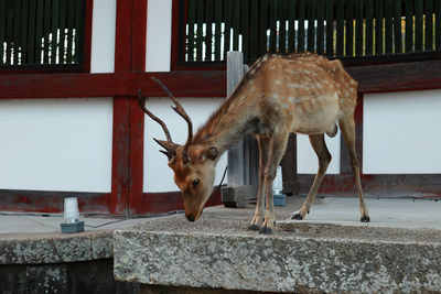 Deer on the wall