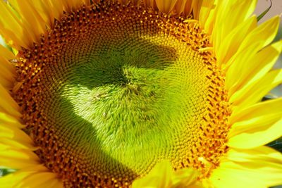 Close-up of sunflower