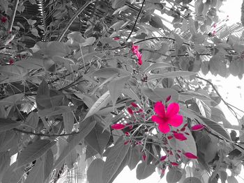 Pink flowers growing on tree