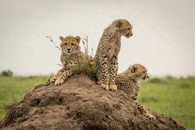 Three cheetah cubs on mound looking around